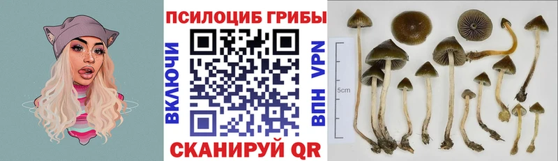 гидра маркетплейс  купить наркоту  Почеп  Псилоцибиновые грибы Psilocybe 